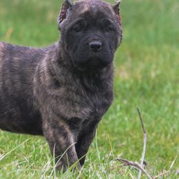 Berna - Black brindle female Cane Corso puppy in Cable, Ohio from Americana Cane Corso
