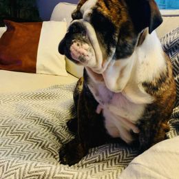 Bulldogs and French Bulldogs from Rocky Top Bulldogs