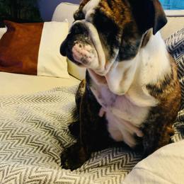 Bulldogs and French Bulldogs from Rocky Top Bulldogs