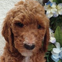 Beyonce - Goldendoodle puppy in Plantation, Florida from BAJAdoodles