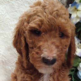 Beyonce - Goldendoodle puppy in Plantation, Florida from BAJAdoodles