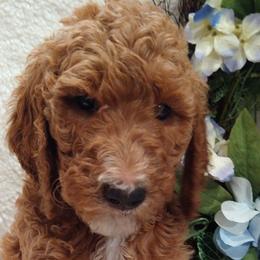 Beyonce - Goldendoodle puppy in Plantation, Florida from BAJAdoodles