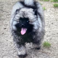 Keeshond Puppies from StarStruck Keeshonden
