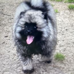 Keeshond Puppies from StarStruck Keeshonden