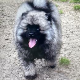 Keeshond Puppies from StarStruck Keeshonden