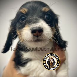 Pecan Pie 2500 - Piebald male Dachshund puppy in Houston, Texas from Texas Regal Dachshunds LLC