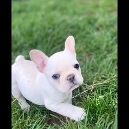 French Bulldog Puppies from Bailey French Bulldogs