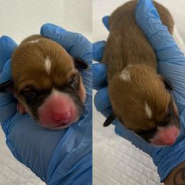 Charlotte (AKC) - Red female Pembroke Welsh Corgi puppy in Loma Linda, California from Osorio’s Corgis