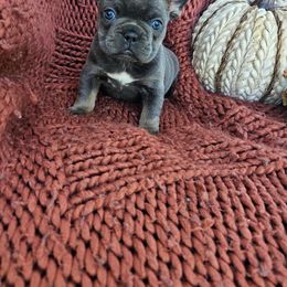 French Bulldog Puppies from HP Doodles