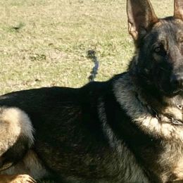 German Shepherds from Lynn Geier