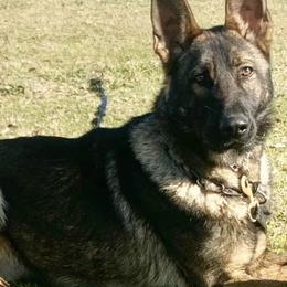 German Shepherds from Lynn Geier