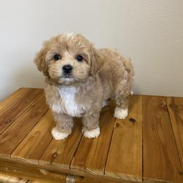 Aladdin - Apricot male Maltipoo puppy in Bellingham, Washington from My Sweet Poodles and Doodles