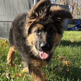 Pink collar - German Shepherd puppy from Farrenhaus