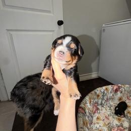 Levi - Black tri male Miniature Australian Shepherd puppy in Sweeny, Texas from Peach Creek Minis