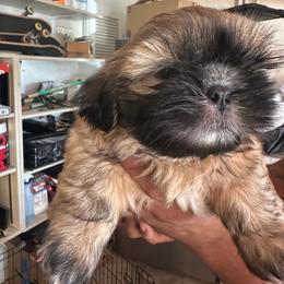 Brownie - Gold male Shih Tzu puppy in Madera Acres, California from California Shih Tzu’s