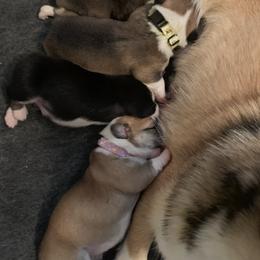 Pembroke Welsh Corgi Puppies from Kenyon Pembroke Welsh Corgis