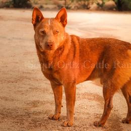 Dutton - Red speckled male Australian Cattle Dog puppy in Tucson, Arizona from Socattleranch’s Corgi’s