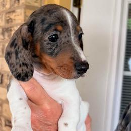 Girl 1 CKC Registered - Dapple female Dachshund puppy in Nacogdoches, Texas from S7 Dachsunds