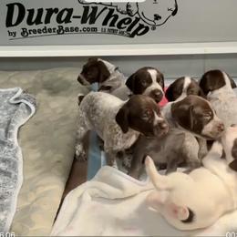Liver and white girl - Liver and white female German Shorthaired Pointer puppy in Richmond, Texas from Southern Star GSP/Stern des Südens