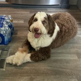 Duke - Bernedoodle