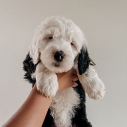 Sage - Black and white female Sheepadoodle puppy in Wabash, Indiana from DOODCompany