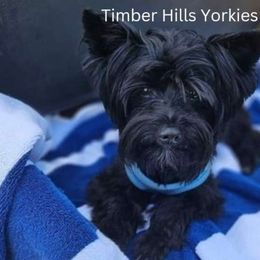 Diamond - Yorkshire Terrier