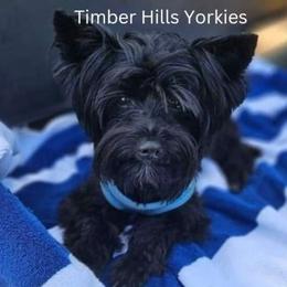 Diamond - Yorkshire Terrier