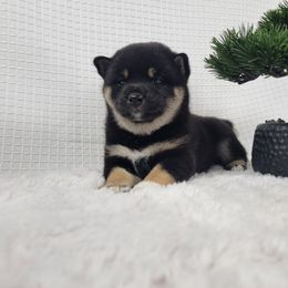 Inari - Black and tan female Shiba Inu puppy in Sacramento, California from Shiba Inu of Matrix
