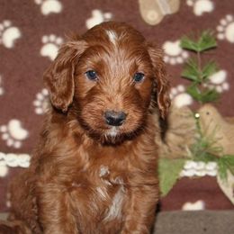 Goldendoodle Puppies from Mustard Seed Ranch Goldendoodles
