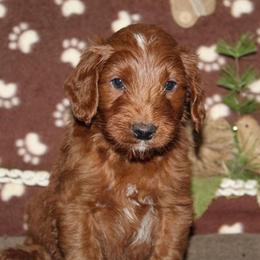Goldendoodle Puppies from Mustard Seed Ranch Goldendoodles