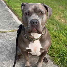 LeeLoo - Blue female American Bully puppy in Cecil County, Maryland from Nitro’s Bullies