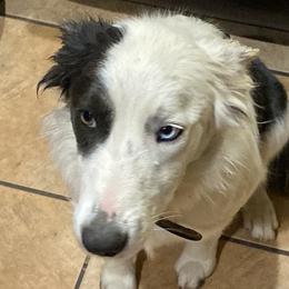 Skye - Border Collie
