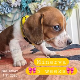 Minerva - Piebald female Dachshund puppy in Harrodsburg, Kentucky from Wayward Home Dachshunds