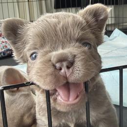 French Bulldogs from Your Utah Frenchie