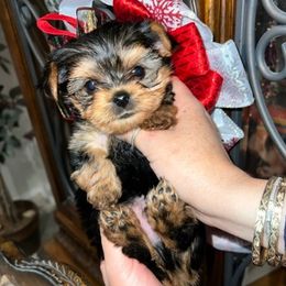 Yorkshire Terriers from Reyes Yorkies