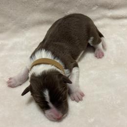 Brown Collar - Red male Border Collie puppy in Gadsden, Alabama from Collie Wood Hills