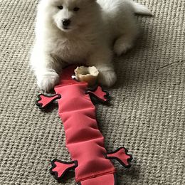 Samoyed Puppies from Kenjo Samoyeds