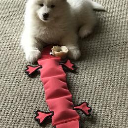 Samoyed Puppies from Kenjo Samoyeds