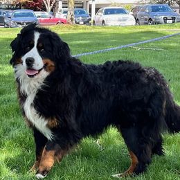 Ester - Bernese Mountain Dog
