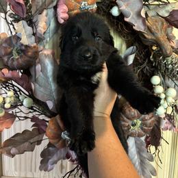 Boo (2nd pick black male) - Black male German Shepherd puppy in Watervliet, Michigan from M&M Shepherd Farms