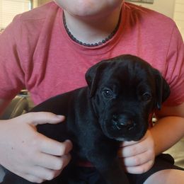 Boy 6 - Cane Corso puppy in Bryan, Texas from Lone Star Cane Corso