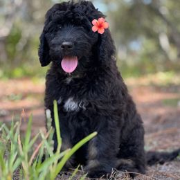 Zuri - Phantom female Bernedoodle puppy in Lecanto, Florida from Lecanto Puppy