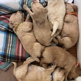 Schnoodle puppies from Growing Puppies