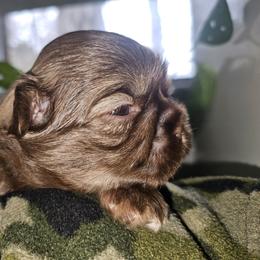 JOEY - Liver male Shih Tzu puppy in Los Banos And Bay Area, California from Shantii's Shih Tzu's