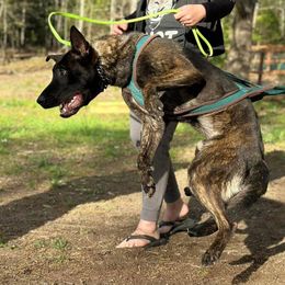 Alessia - Dutch Shepherd