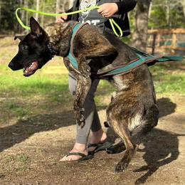 Alessia - Dutch Shepherd