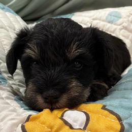 Boy-Gold Collar - Salt and pepper male Miniature Schnauzer puppy in Stevenson, Alabama from Rivers Edge Schnauzers by Joyce Clark