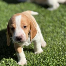 Blue Collar-Chance - Red and white male Beagle puppy in Las Vegas, Nevada from Hound Kings