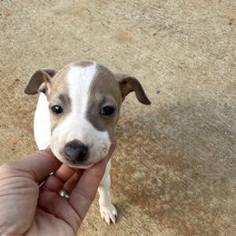 Fawn boy - Fawn male Italian Greyhound puppy in North Carolina from Celtic Sighthounds