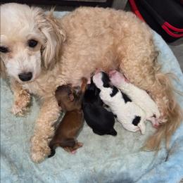 Tinker - Maltipoo